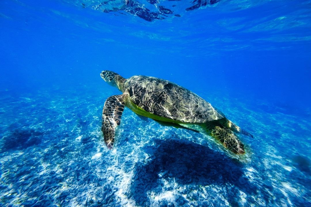 Penyu laut berenang di kawasan terumbu karang perairan Kepulauan Gili