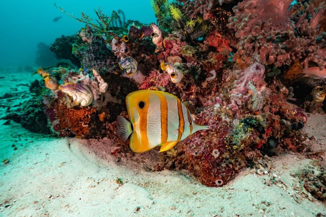 Terumbu karang dan ikan tropis di perairan Gili Trawangan untuk wisata bahari.